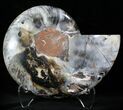 Beautiful Black Ammonite - Inches (Half) #23916-1